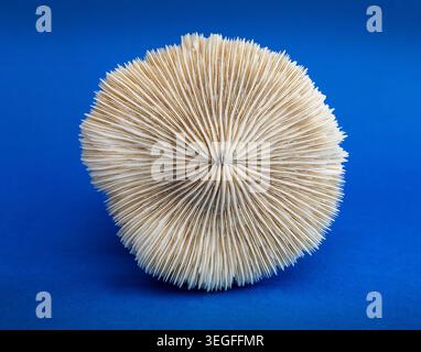 Sea urchin skeleton displaying nature’s perfect radial symmetry against a vivid blue backdrop. Stock Photo