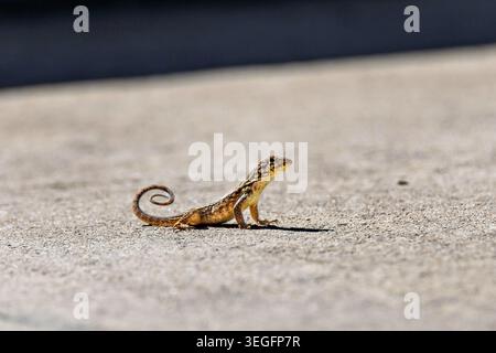 Brown anole lizard resting on sunlit concrete surface, Juno Beach, FL, USA - February 2026 Stock Photo
