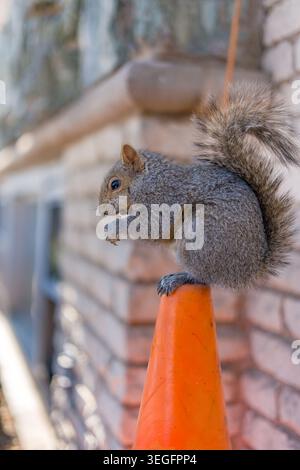 A unique vertical shot of a fluffy Eastern grey squirrel perched on top of a bright orange safety cone. The squirrel is captured in profile while eati Stock Photo