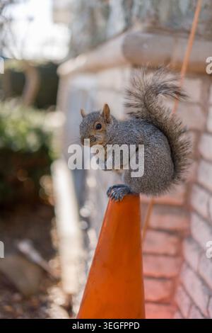 A high-quality vertical shot of a fluffy Eastern grey squirrel sitting on top of a bright orange safety cone in an urban setting. The squirrel is look Stock Photo