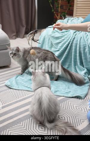 Woman playing with her cats using wand at home, closeup Stock Photo