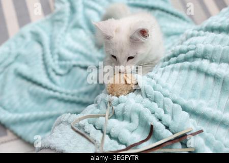 Cute cat playing with toy on plaid at home Stock Photo