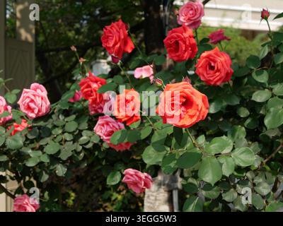 Vibrant Mixed Color Rose Bush with Coral, Pink and Red Blooms in Sunny Garden Stock Photo