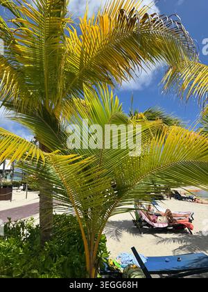 Lush green palm tree branches blowing in the wind on a sunny beach resort in Curacao. Stock Photo