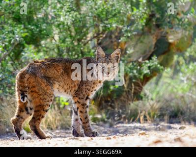 Bobcat, Marana, Arizona Stock Photo