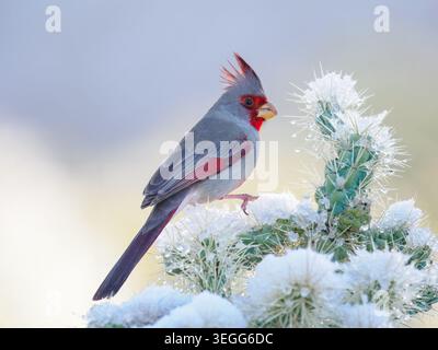 Pyrrhuloxia in the snow, Marana, Arizona Stock Photo