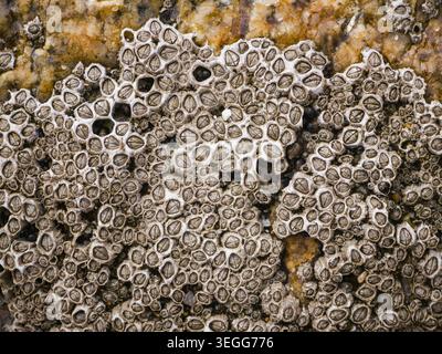 Dense barnacle colony forming natural marine texture on Atlantic coastal rocks Stock Photo