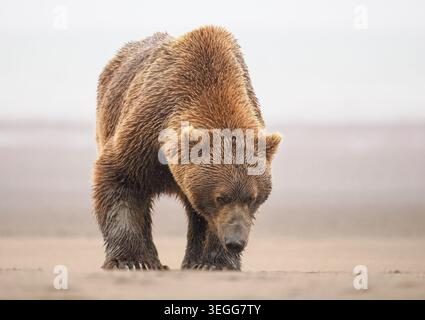 A Brown or Grizzly Bear, Lake Clark National Park, Alaska. Stock Photo