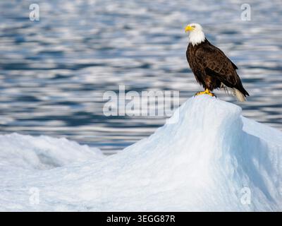 Bald eagle, Tongass National Forest, Alaska. Stock Photo
