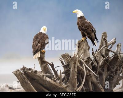 Bald eagles, Tongass National Forest, Alaska. Stock Photo
