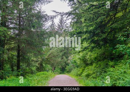 A wide gravel forestry access track runs through open temperate woodland in Cornwall on a gentle incline. Stock Photo