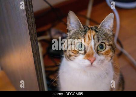 A calico cat with striking green eyes peers curiously at the camera, framed by a blurred background of tangled wires and warm wooden floors. Stock Photo