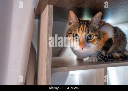 A calico cat with striking blue eyes peeks out curiously from beneath a wooden shelf in a cozy setting. Stock Photo