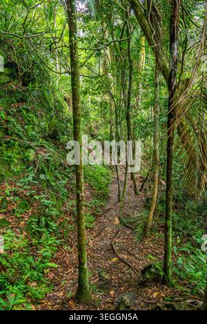 Narrow trail leads through vibrant green foliage and tall trees in the heart of the Colombian jungle. Stock Photo