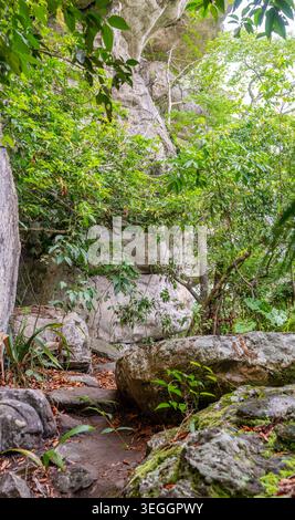 Lush greenery envelops large rocks, creating a vibrant scene in the Colombian rainforest under soft, diffused light. Stock Photo