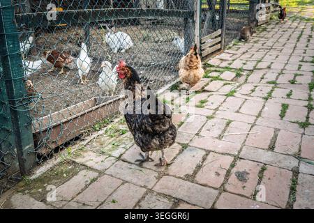 Brown and black Hens walking near and inside a fenced chicken enclosure in the Serbian countryside, showing poultry, cage wire, paving stones and a fa Stock Photo