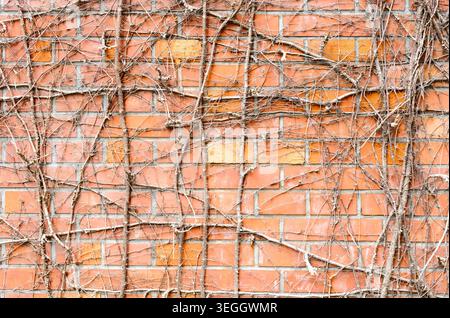 Brick Wall With Dried Vines and Organic Texture, Weathered Red Brick Background Stock Photo
