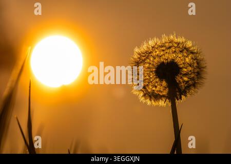 A dandelion seed head glowing in warm backlight from the sun. The delicate seed structures are illuminated by golden sunlight, creating a calm and atm Stock Photo
