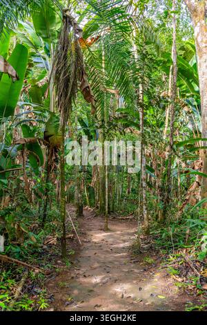 A narrow dirt path winds through lush green foliage and tall palms in the Colombian rainforest, inviting exploration. Stock Photo