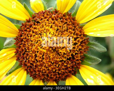 Overhead overhead full frame macro study of the geometric seed pattern and disc florets inside a yellow wild sunflower head. Stock Photo