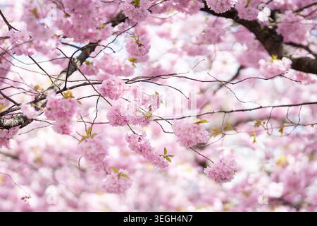Soft pink cherry blossoms of Prunus ‘Accolade’ blooming in spring sunlight, creating a dreamy floral canopy with delicate petals and gentle bokeh. Stock Photo