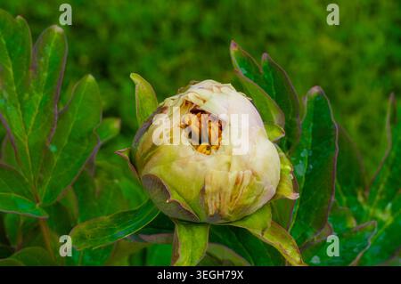 Peony flower bud close up. Beautiful peony flower in the garden. Stock Photo