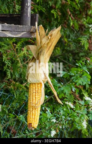Corn on the cob hanging on a wooden support in the garden. Stock Photo