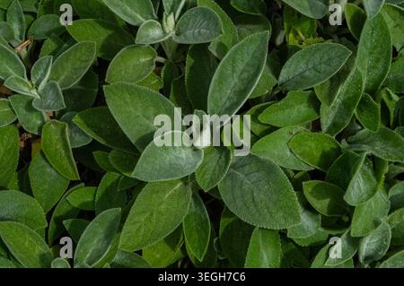 Close-up of small green leaves. Natural background for design. Stock Photo