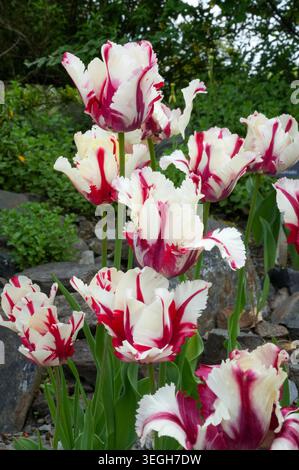White and red tulips in a flowerbed in the garden. Stock Photo