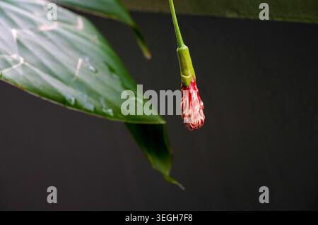 Hibiscus flower with green leaves on a black background, stock photo. Natural landscape. Stock Photo