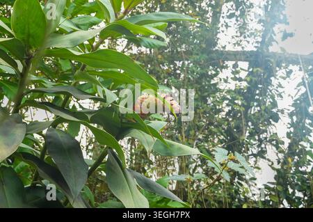 Close-up of green leaves and flower in the garden, stock photo. Tropical plants. Stock Photo