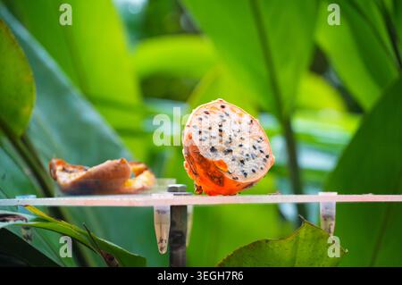 Pitaya fruit on a table in a tropical garden. Cut fruit Stock Photo