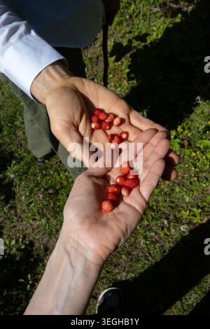 Two people holding freshly picked wild strawberries in their open palms outdoors Stock Photo