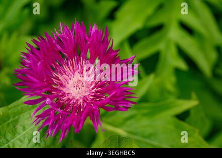 Natural close up flowering plant portrait of the delightful Centhurea Dealbata “Steenbergii’, in soft spring sunshine. age defying, background, fresh Stock Photo