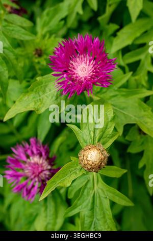 Natural close up flowering plant portrait of the delightful Centhurea Dealbata “Steenbergii’, in soft spring sunshine. age defying, background, fresh Stock Photo
