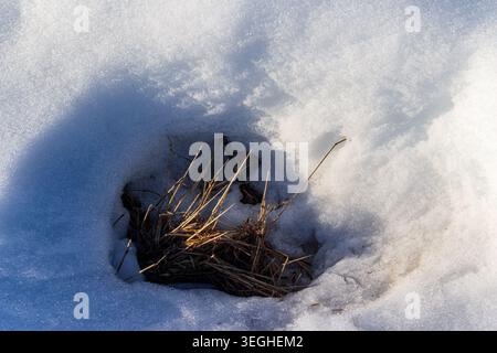 Sunlit dry grass breaks through melting snow, signaling spring's gentle thaw and nature's rebirth after winter's chill Stock Photo