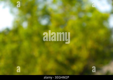 A vibrant green bokeh background, out of focus, suggesting lush foliage or trees on a bright, sunny day, with hints of lighter areas. Stock Photo