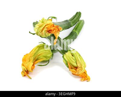 Organic blooming zucchini , or squash blossom, on white background. Stock Photo