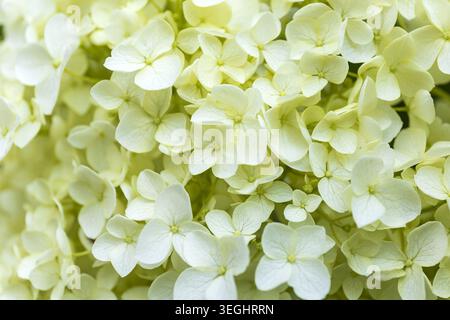 Close-up of white hydrangea blossoms in soft natural light. Elegant summer garden floral background with delicate petals and fresh green tones. Stock Photo