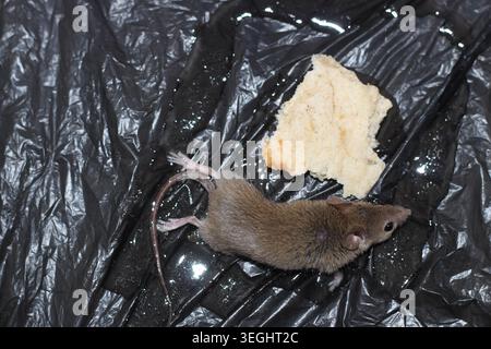 A mouse caught in mouse or rat glue applied to a black plastic bag. Stock Photo