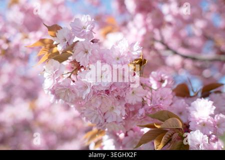 Pink spring flowers with delicate petals, beautiful spring. Stock Photo