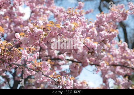 Pink spring flowers with delicate petals, beautiful spring. Stock Photo