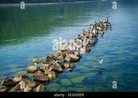 Great cormorants and seagulls resting on coastal breakwater rocks in the Baltic Sea near Sellin on Rugen island, Germany. Peaceful wildlife and marine Stock Photo