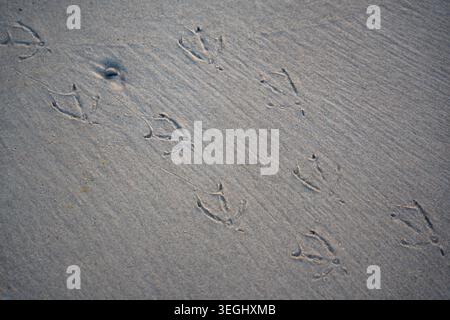 Bird footprints on wet sand beach on Ruegen island in Germany. Nature, wildlife and coastal texture near the Baltic Sea Stock Photo