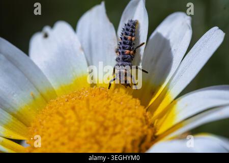 Ladybug larva crawling on a white and yellow chrysanthemum flower, capturing insect life Stock Photo