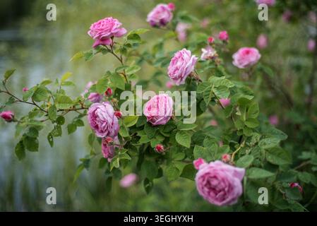 Beautiful pink roses blooming on a bush in a garden after rain with bokeh background. Stock Photo