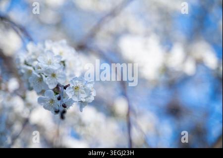 Blurred background of a blooming tree with white flowers in spring.  Stock Photo