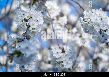 Blooming cherry tree branches with fresh white flowers in spring. Soft daylight highlights Stock Photo