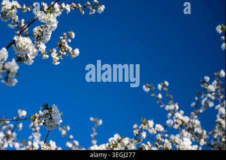 Blooming branches of white cherry against a saturated deep blue sky.  Stock Photo