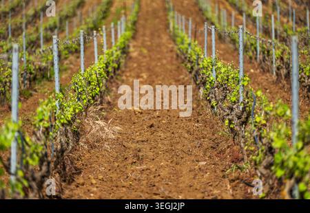 Grapevines grow in neat rows in a vineyard in Sardinia, Italy. The soil is brown and ready for the growing season. Spring sunlight shines on the plant Stock Photo
